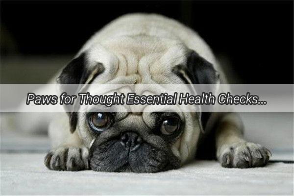 Paws for Thought Essential Health Checks for Your New Furry Friend